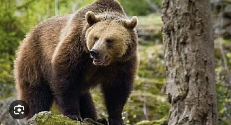 Urs Brașov: Alertă record despre animalele sălbatice în oraș